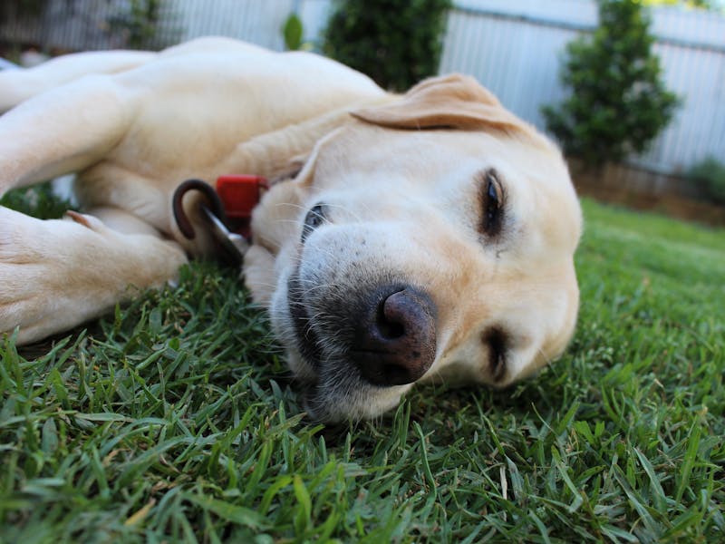 Dog Friendly Holiday Accommodation Nsw Dog Friendly Holiday Accommodation Nsw