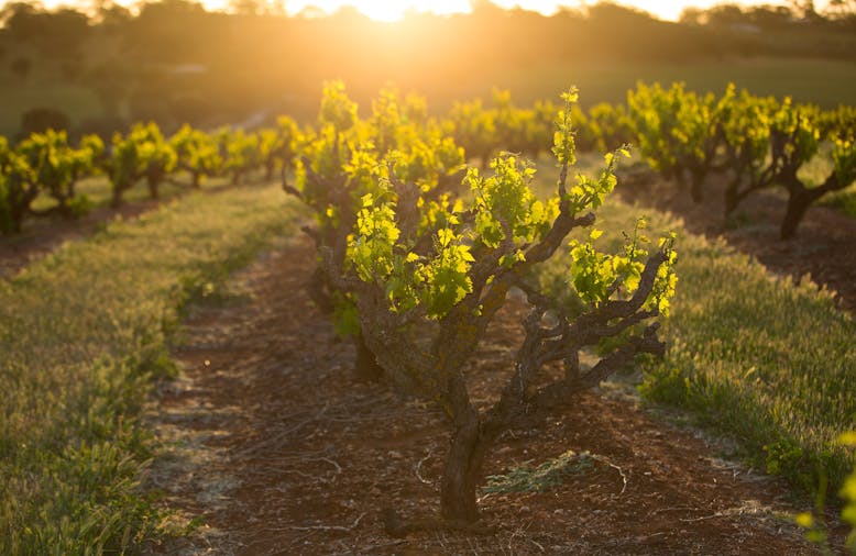 Seppeltsfield VINEYARD PHOTOGRAPHY Experience