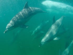 Dolphins, Rockingham, Western Australia