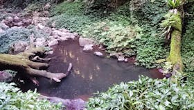 Shallow pool surrounded by ferns.