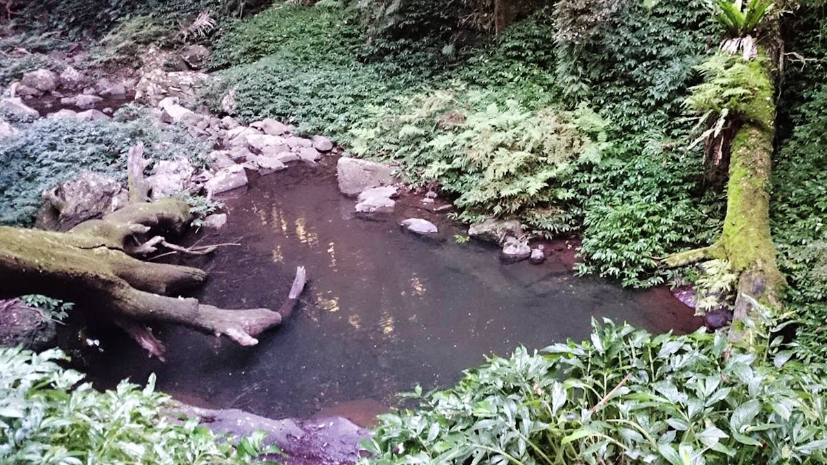 Shallow pool surrounded by ferns. Shallow pool surrounded by ferns.