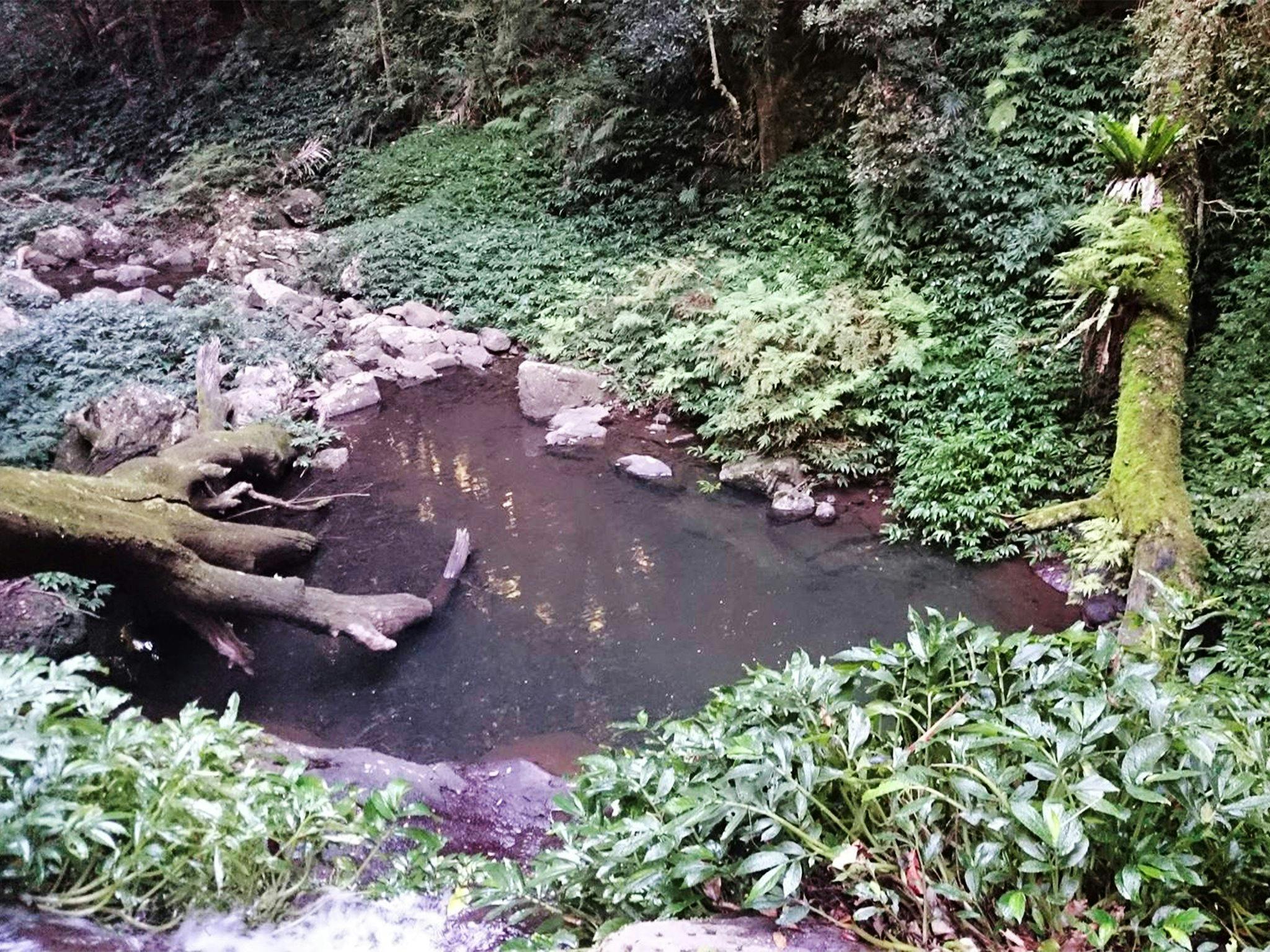 Shallow pool surrounded by ferns. Shallow pool surrounded by ferns.