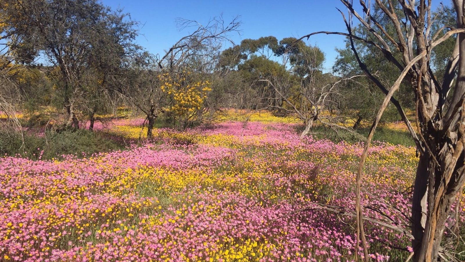 Dalwallinu Remnant Bushland