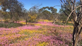 Dalwallinu Remnant Bushland
