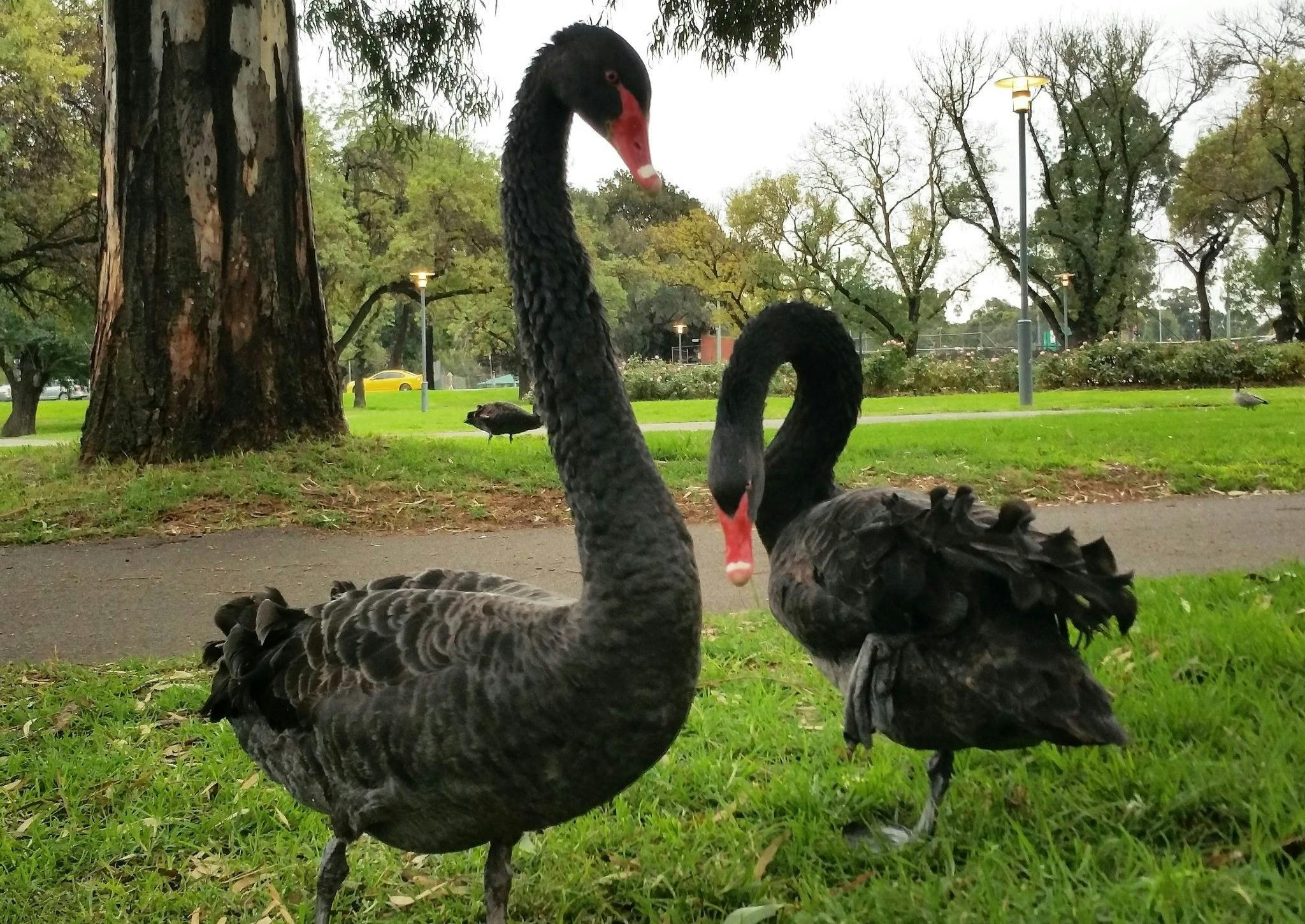 Adelaide Parklands Guided Walk - Tarntanya Wama North (Park 26)