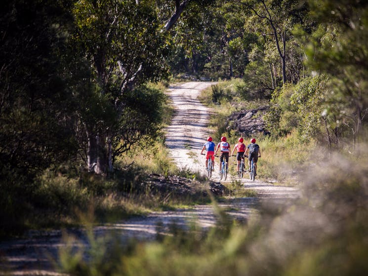 The Oaks Trail - Woodford to Glenbrook