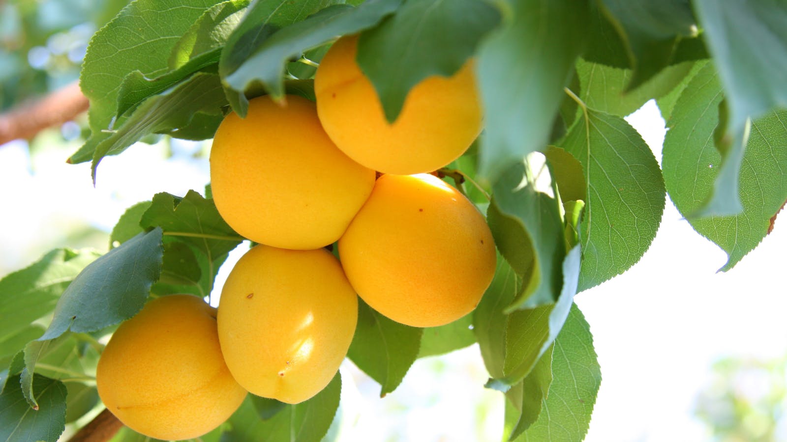 Rayner's Orchard