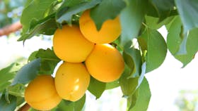 Apricots