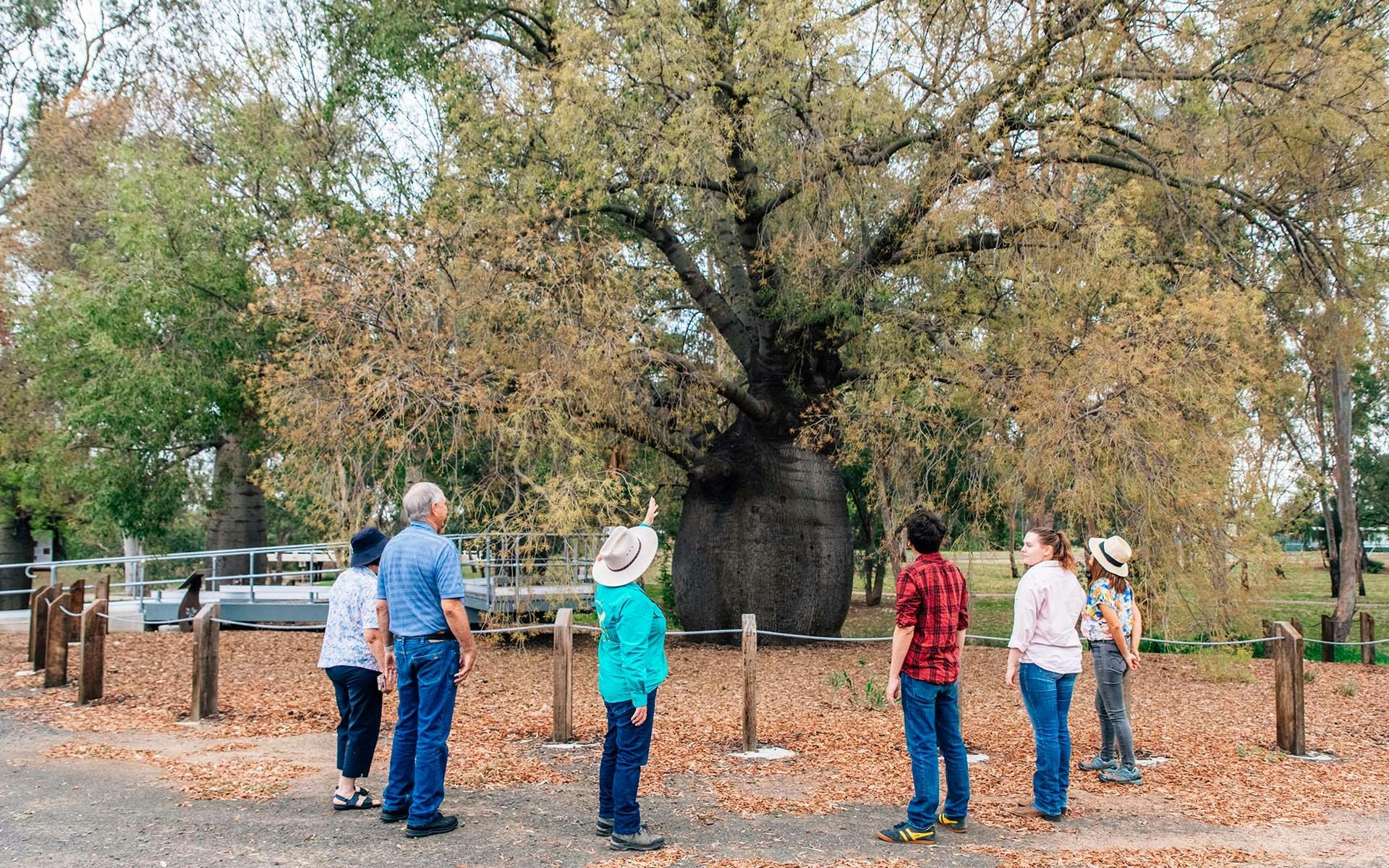 A group looking up at a bottle tree