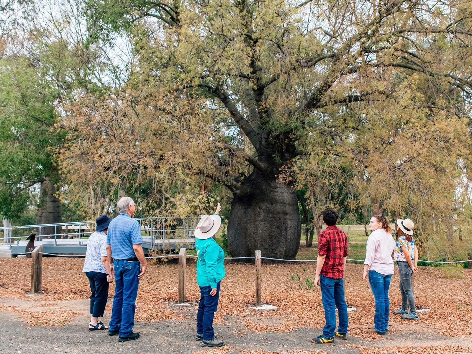 A group looking up at a bottle tree A group looking up at a bottle tree
