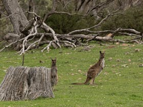You'll come across lots of wildlife at Mt Brown Bush Camping