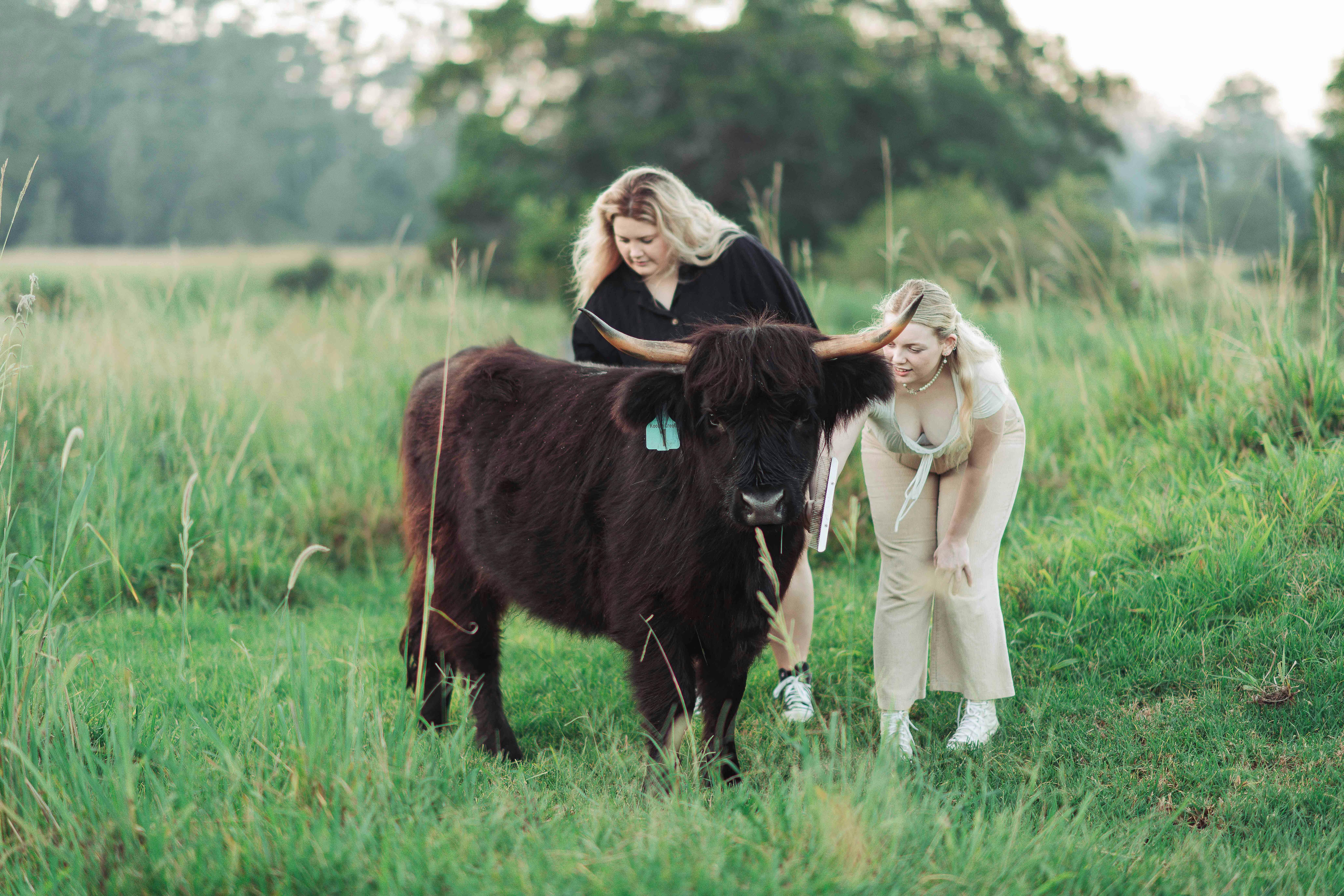 Two ladies brush a black Highland cow in a paddock
