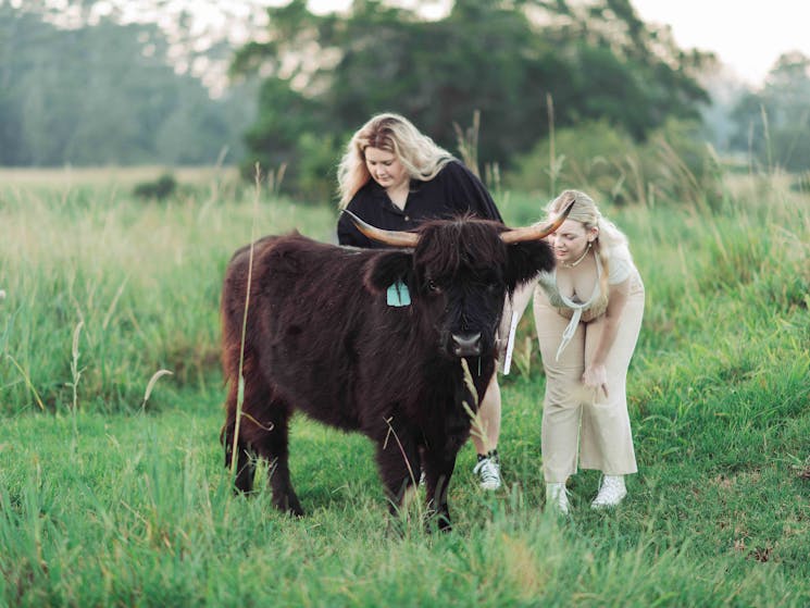 Two ladies brush a black Highland cow in a paddock