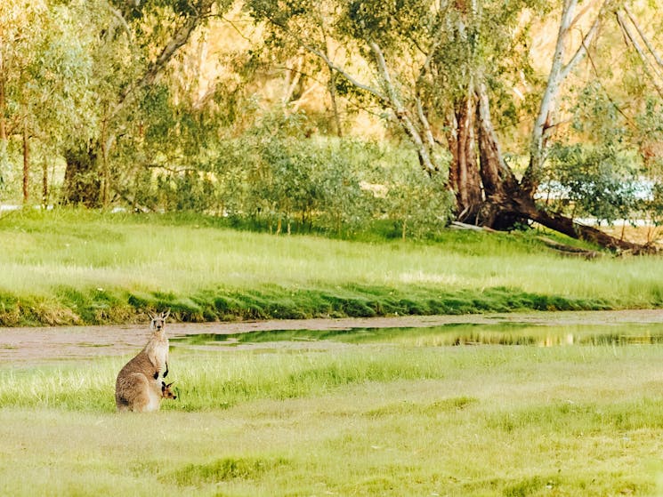 Wonga Wetlands