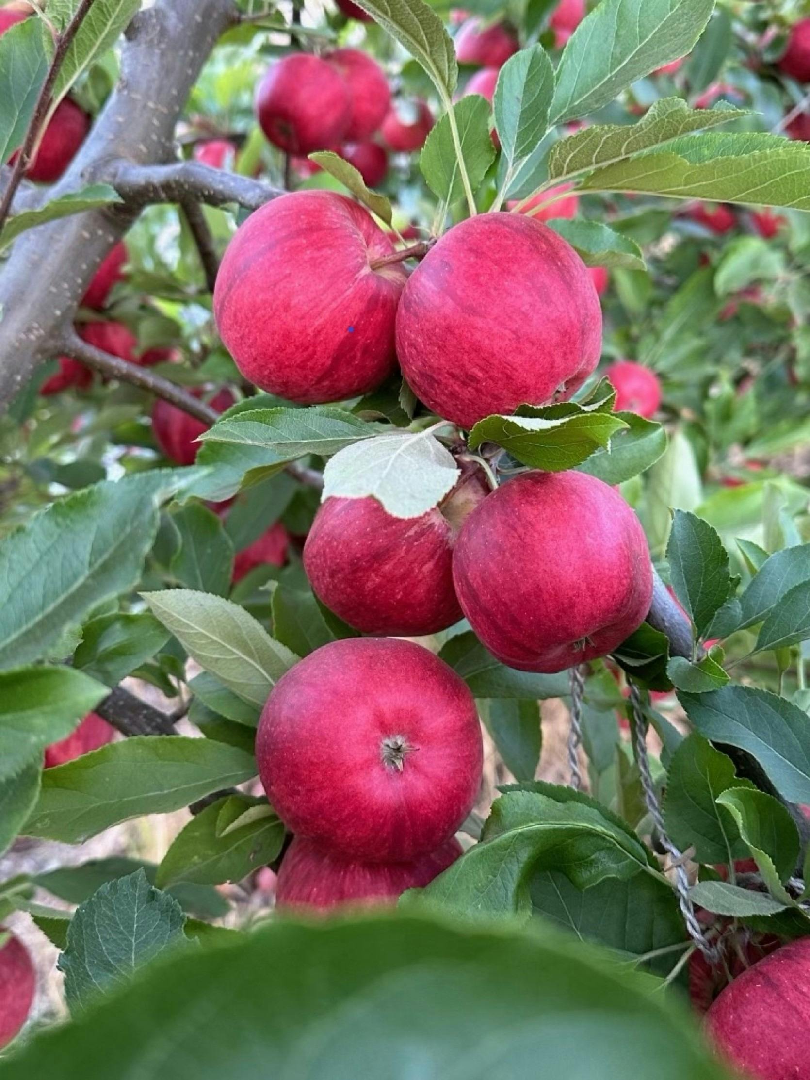 A bunch of lovely red apples on a tree