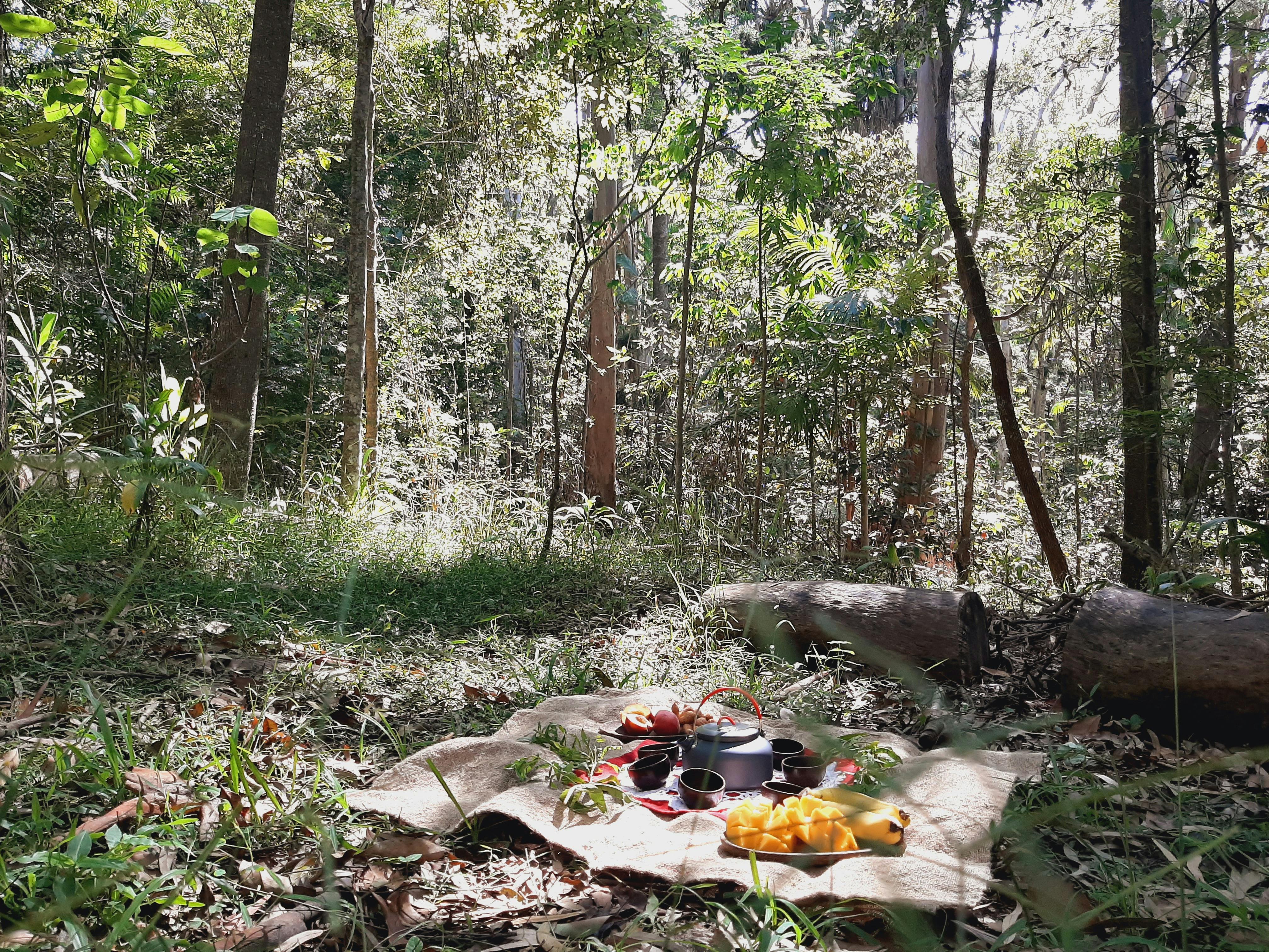 Forest tea picnic