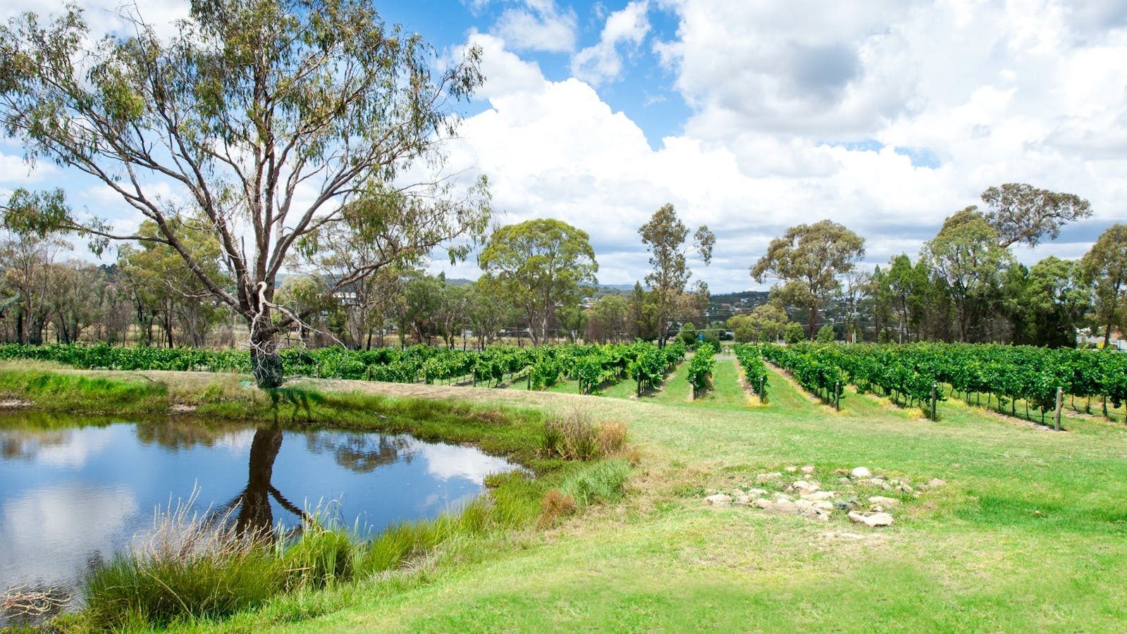 queensland college of wine tourism reviews