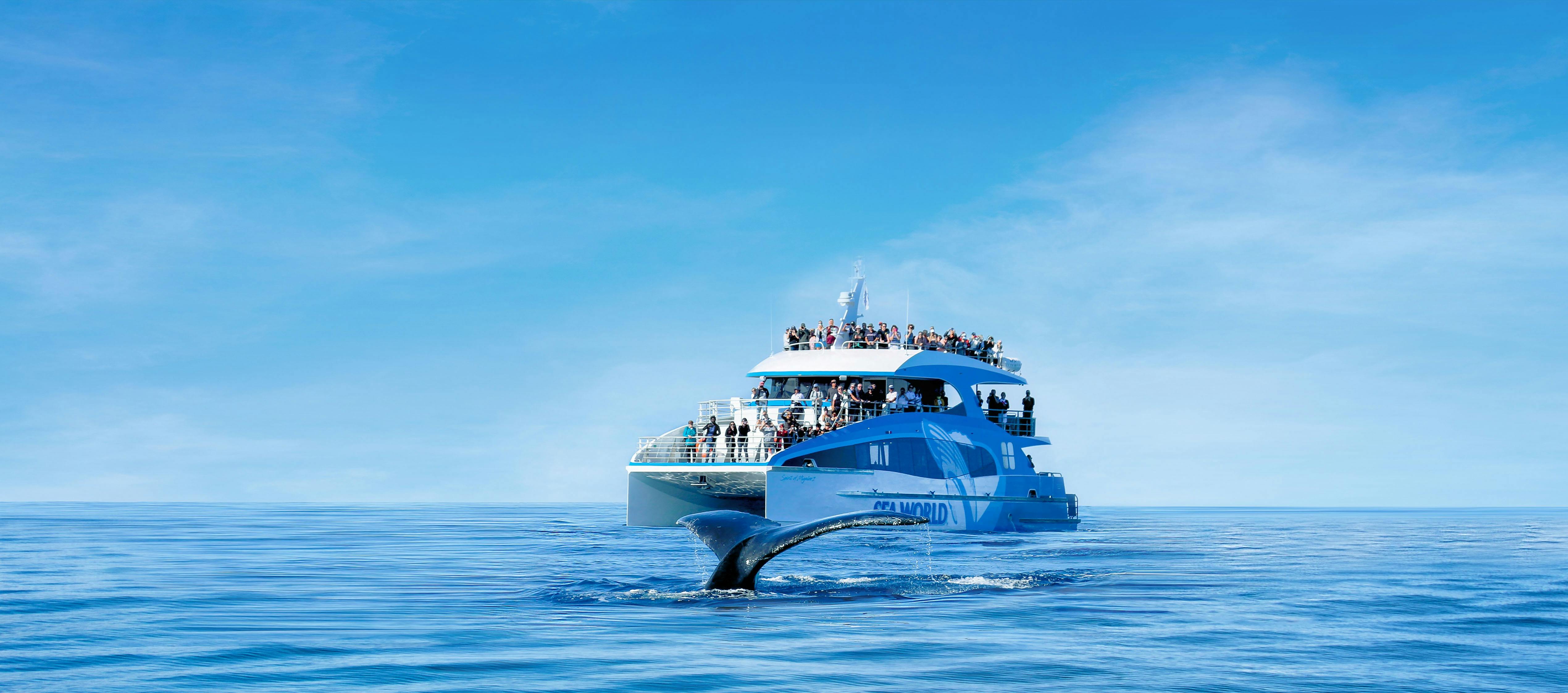 Humpback Whale tail in front of Sea World Whale Watch vessel