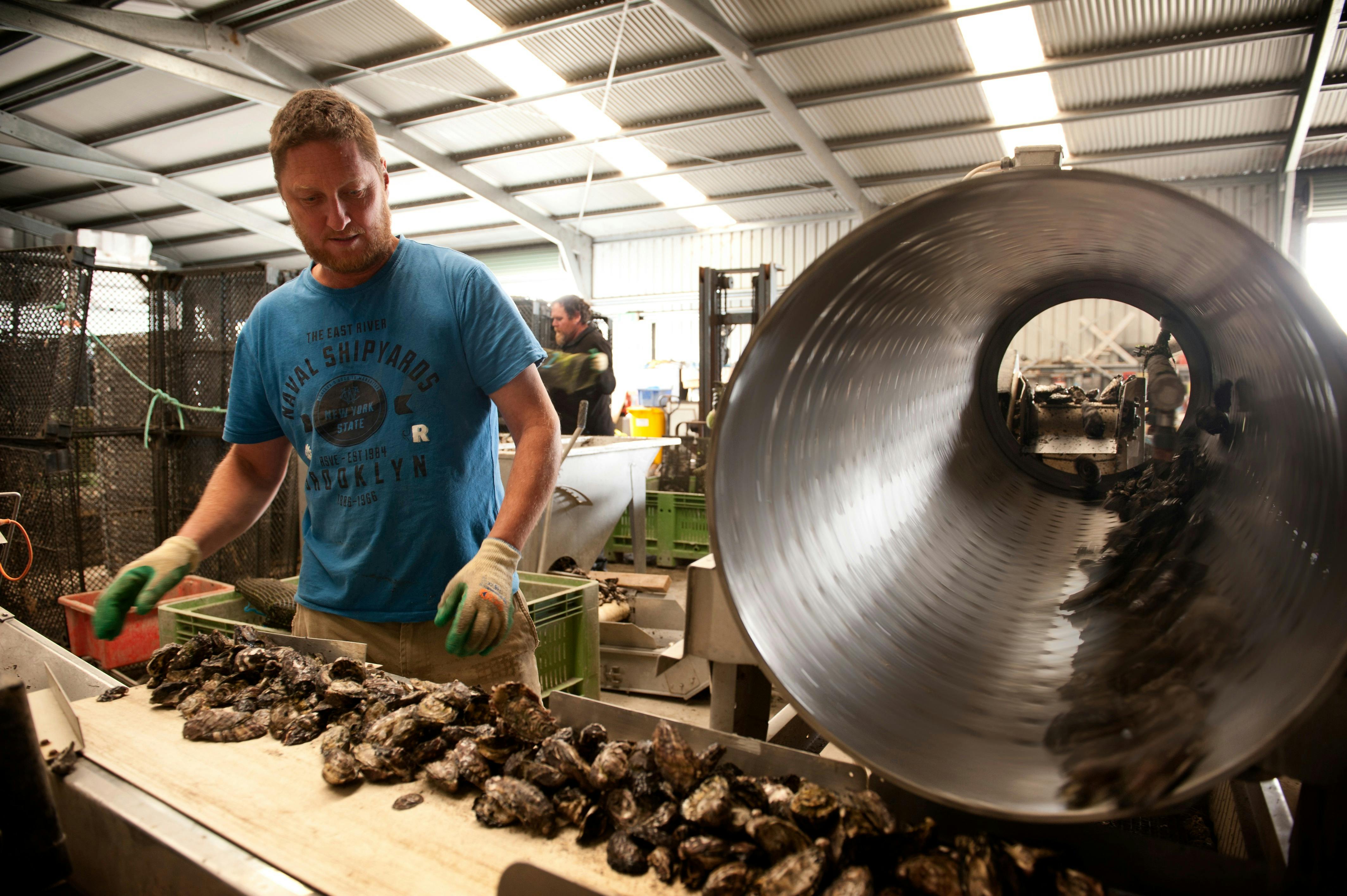 grading oysters using barrel grader