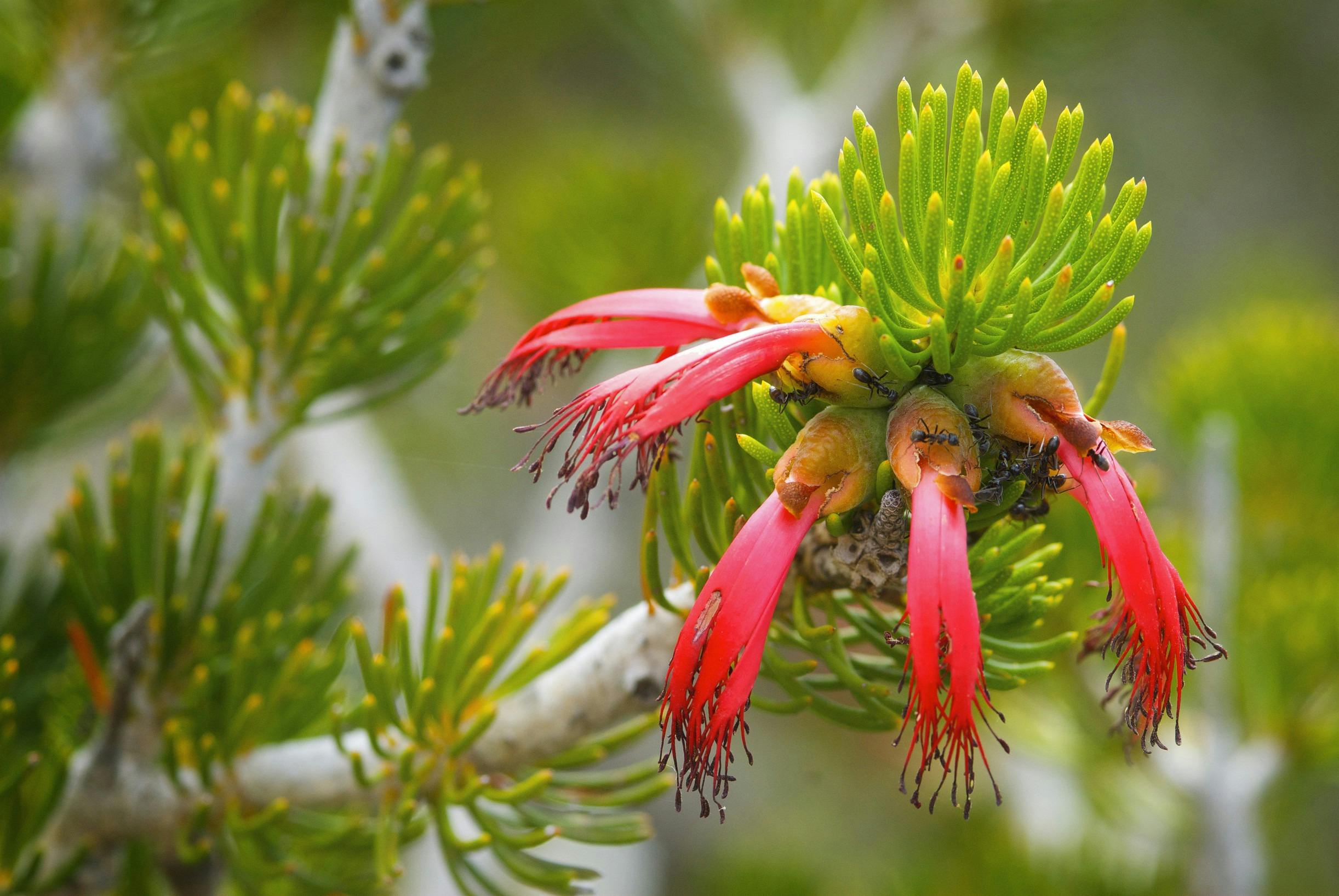 Esperance Wildflower Trail, Lake King, Western Australia