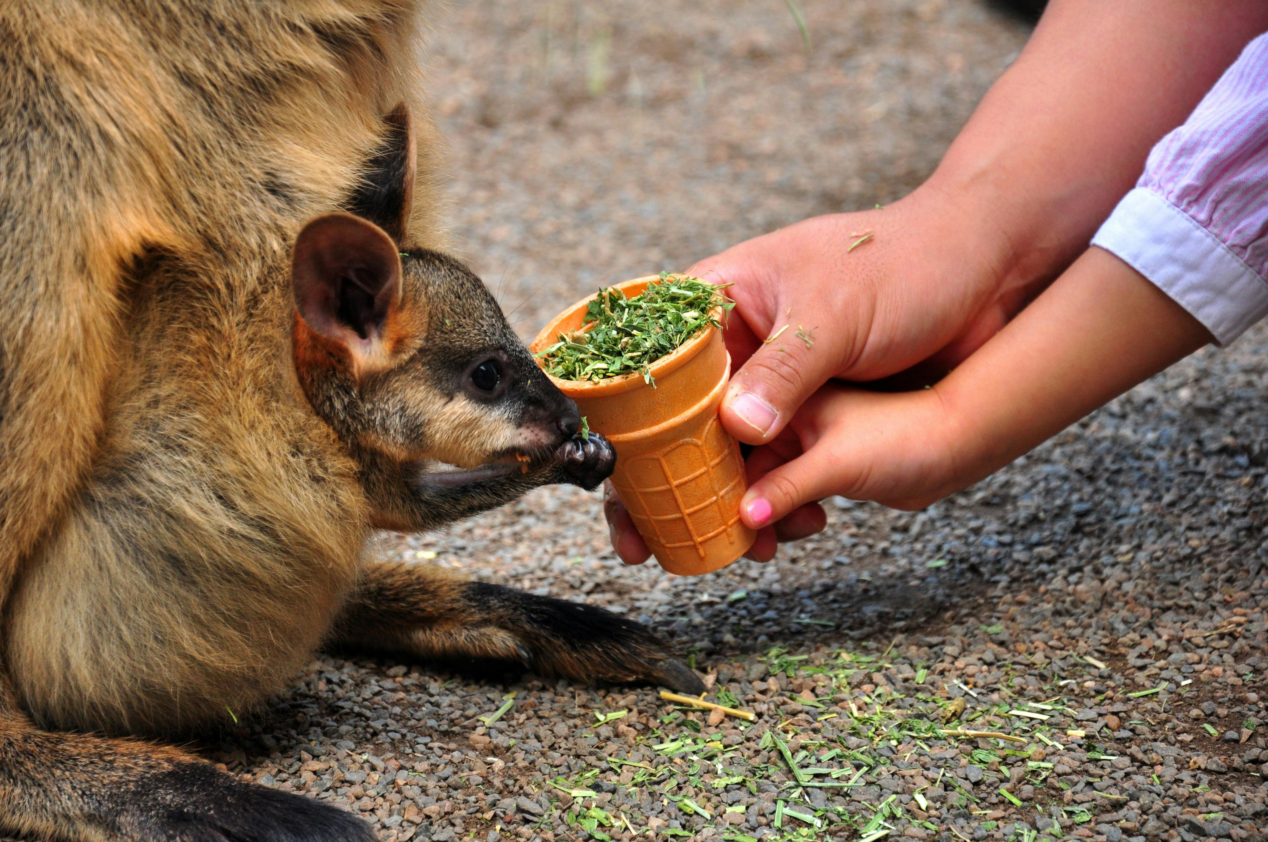 野生動物公園藍山之旅