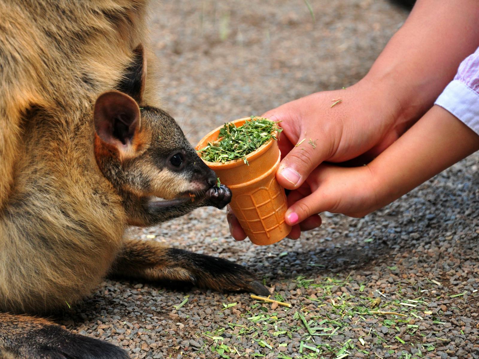 Wildlife-Park-Blue-Mountains-Tour