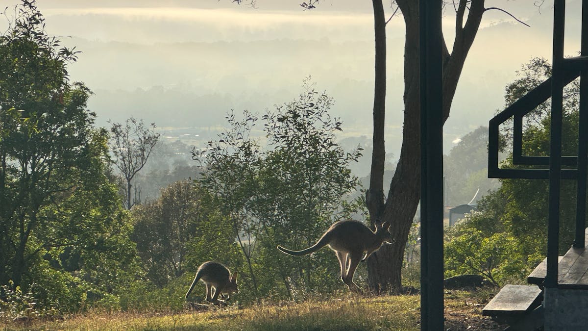 Wildlife @The Archer Retreat  The Somerset and Glasshouse Mountain Regions South East Queensland