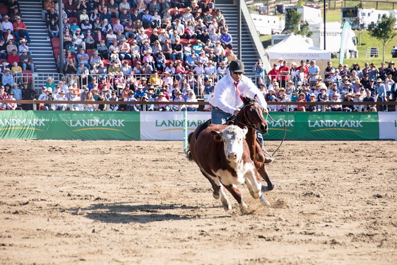 Image of the event 'World Championship Gold Buckle Campdraft'