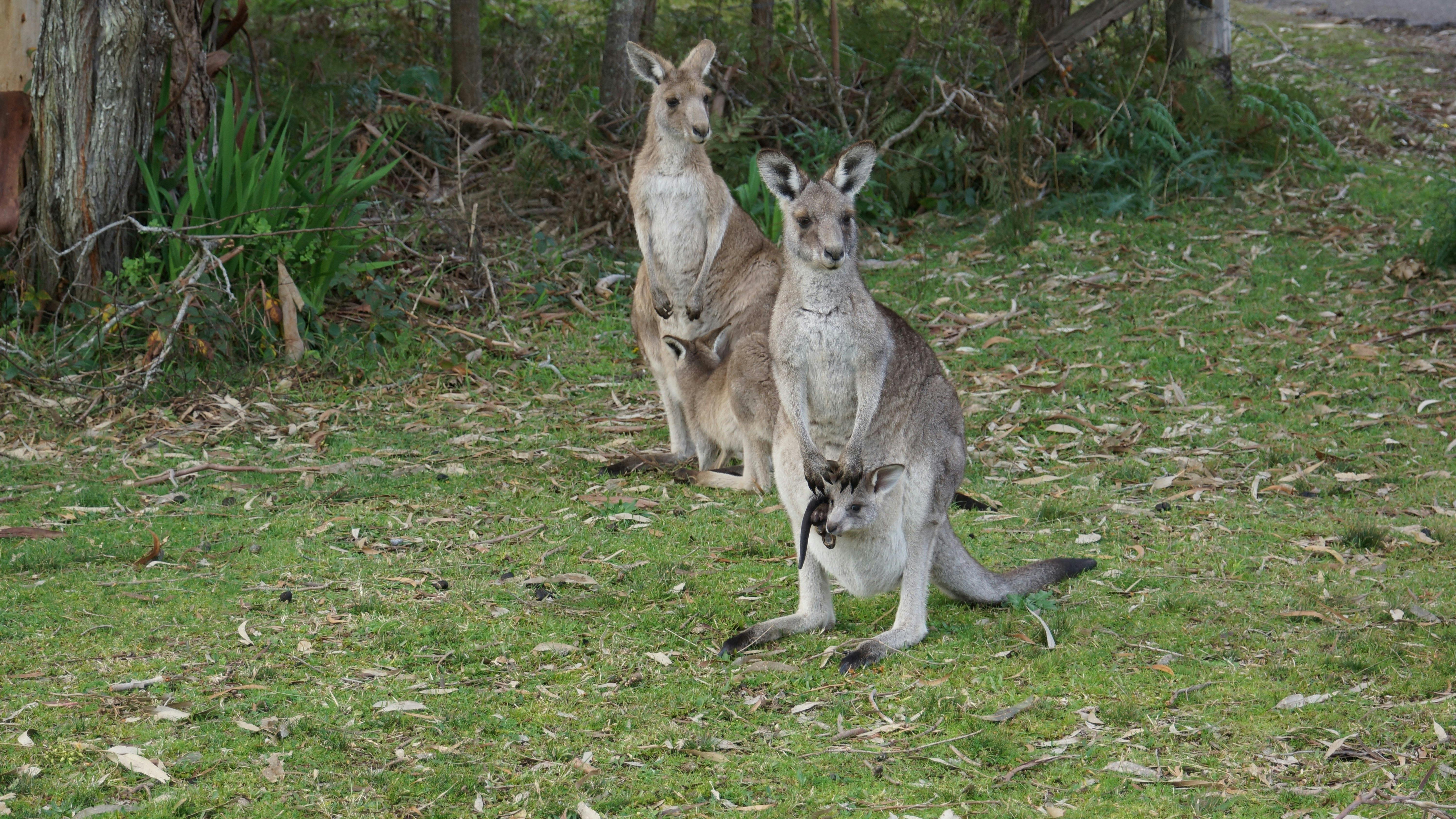 返程途中的野生袋鼠體驗