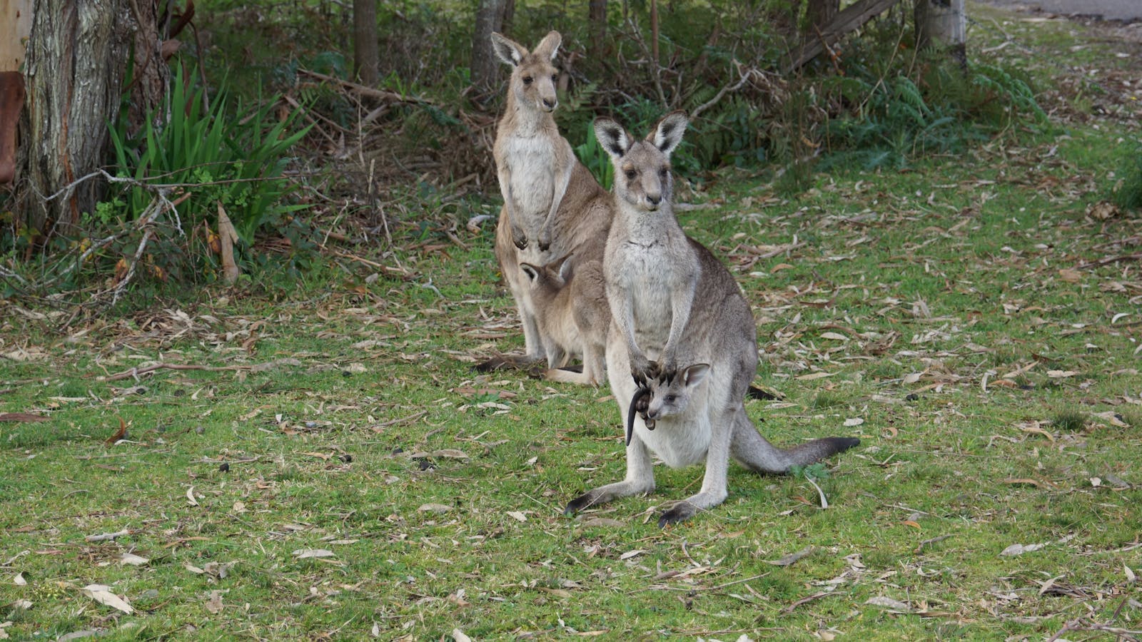 Wild Kangaroos experience  on a way back