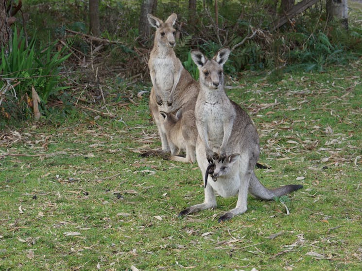 Wild Kangaroos experience  on a way back