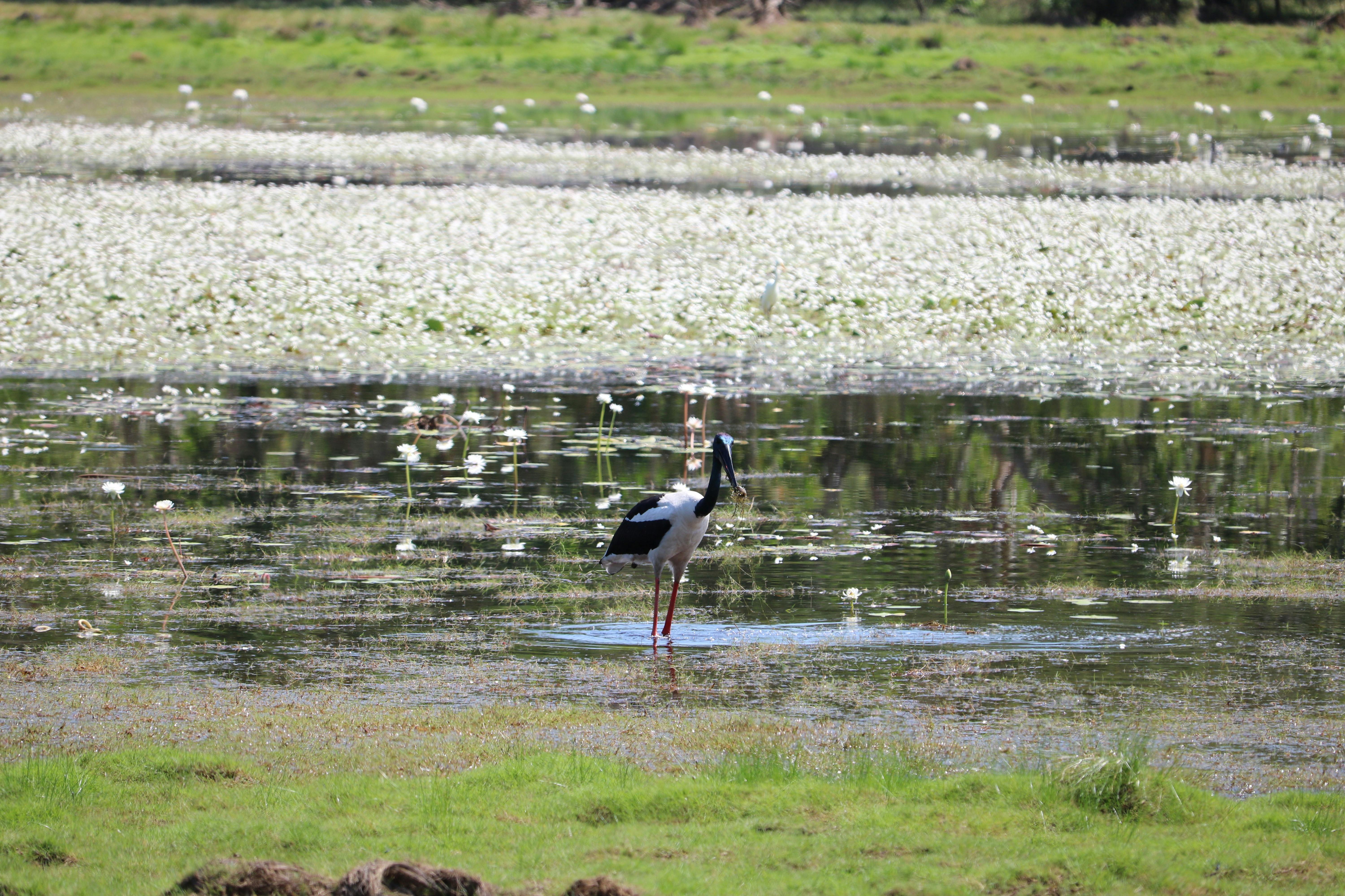 Anbangbang Billabong, Kakadu