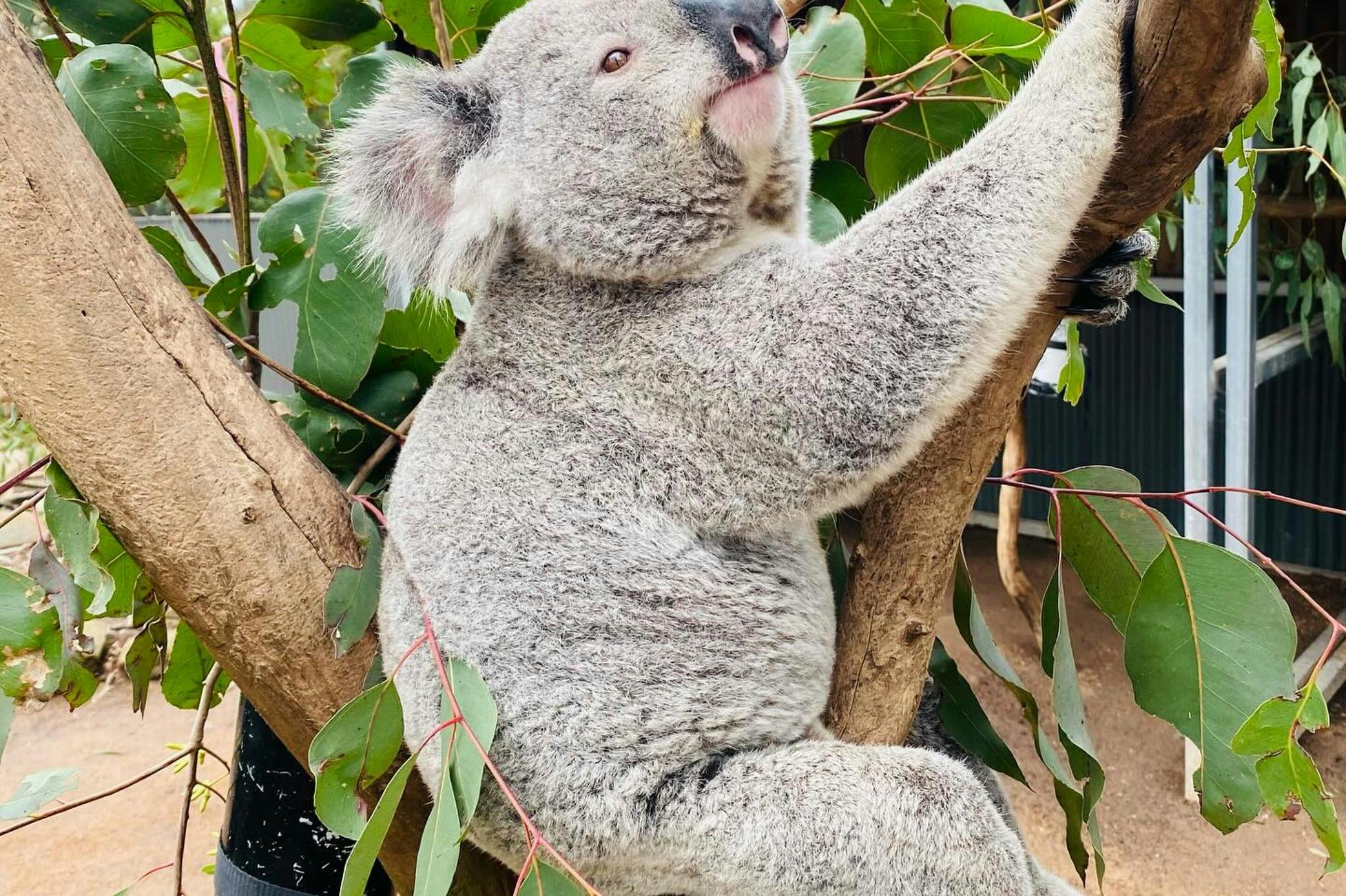 Koala