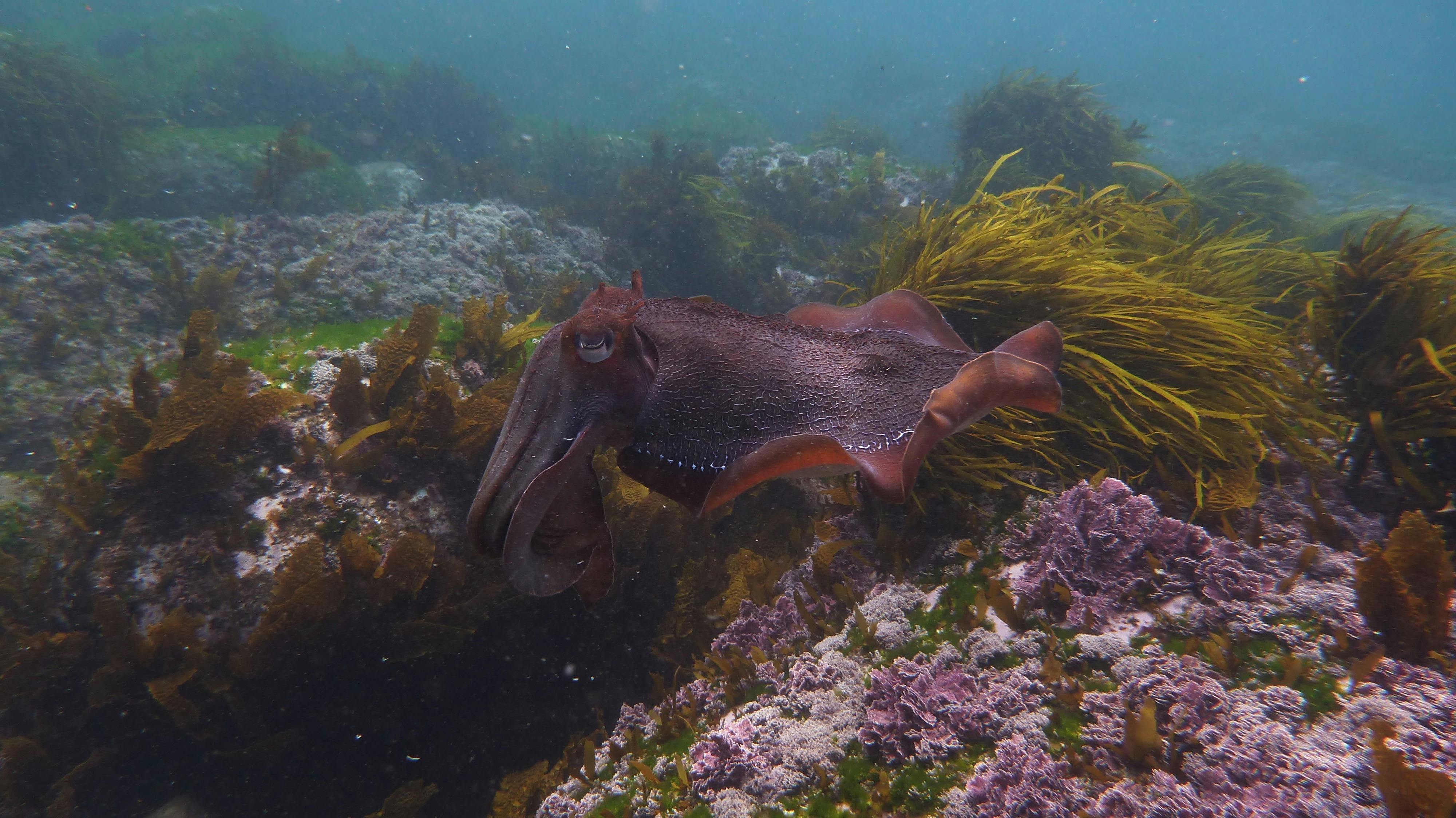 Cuttlefish swimming with temperate reef in background