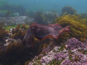 Cuttlefish swimming with temperate reef in background