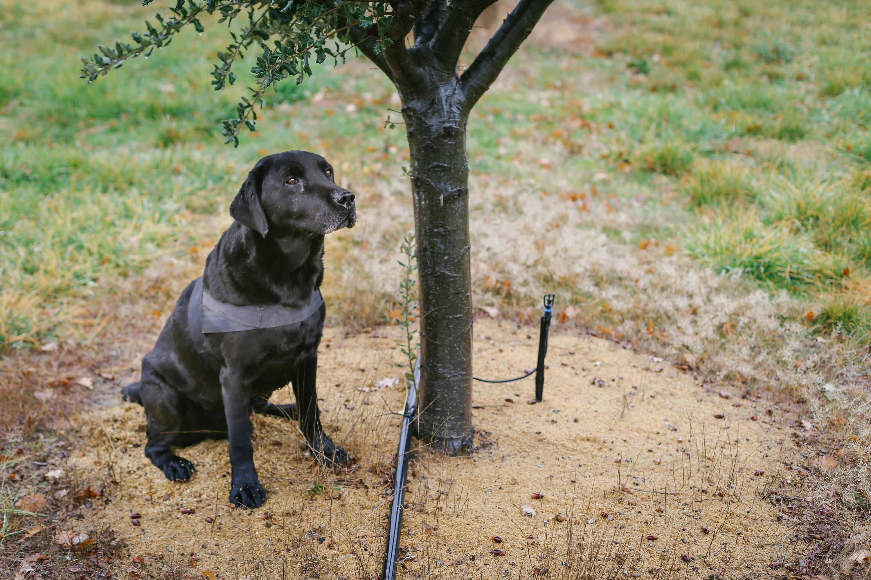 Dog sitting next to a truffle tree