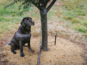 Dog sitting next to a truffle tree
