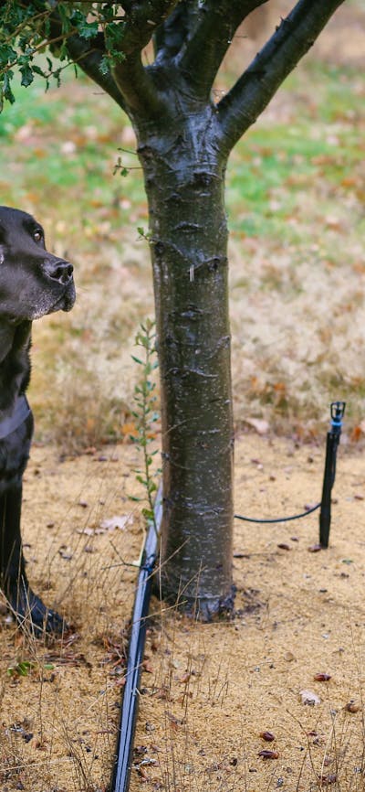 Dog sitting next to a truffle tree