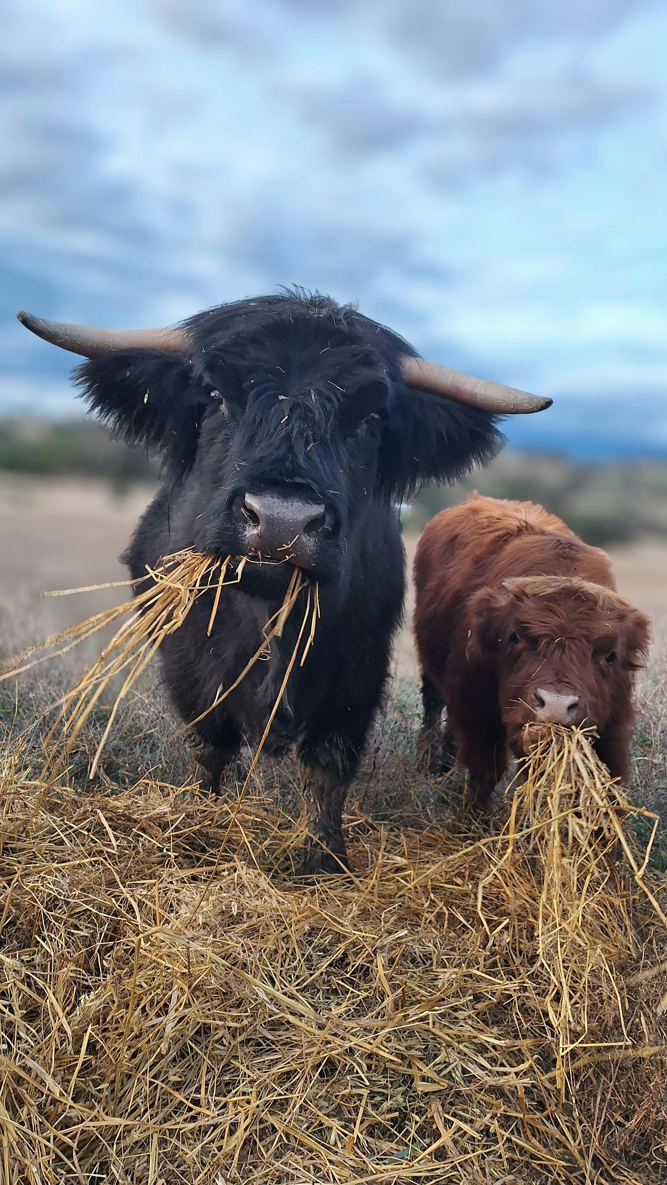 威利瓦里納 - 牛群遭遇