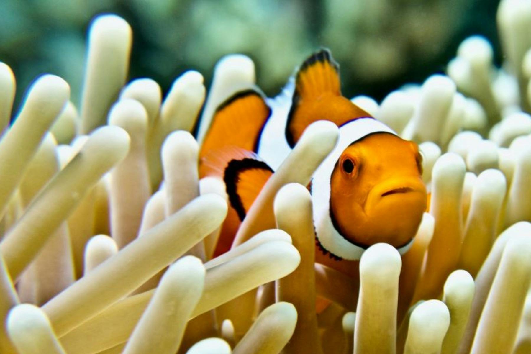 Clownfish nestled in a vibrant sea anemone on the Great Barrier Reef