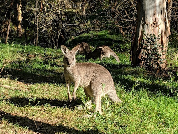 See wild kangaroos with Ben Barry on a into the deep Blue Mountains tour