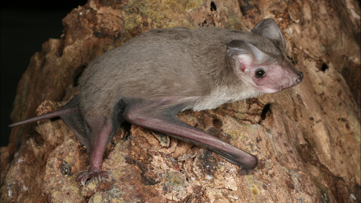Freetail bat weighs eight grams