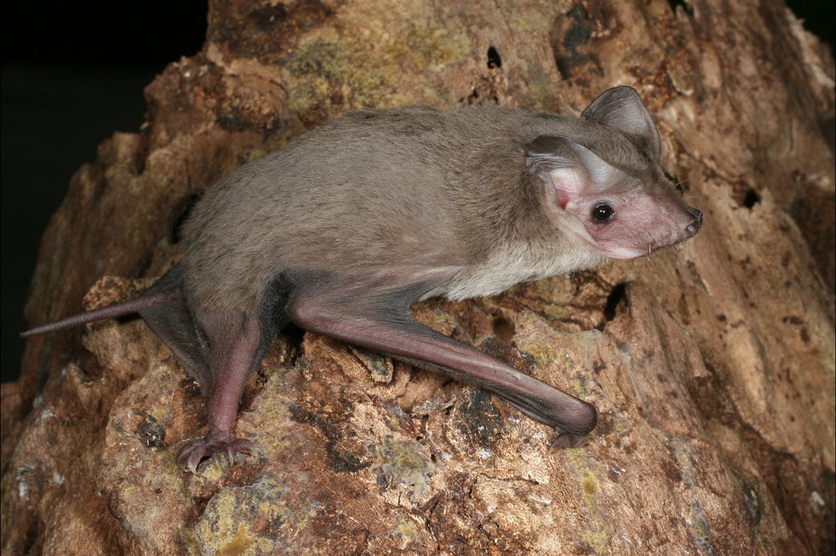 Freetail bat weighs eight grams