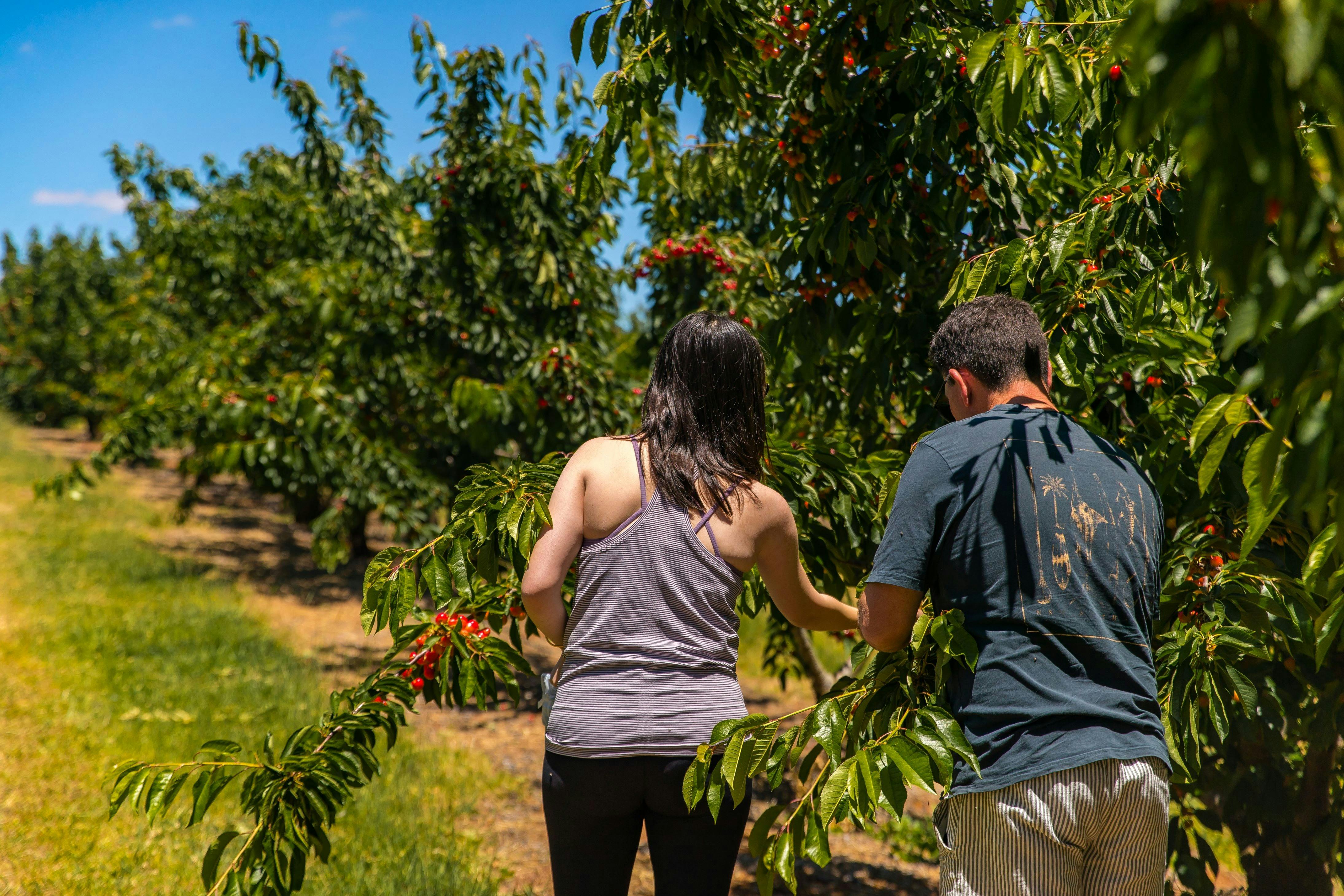 A couple who visited us and picked cherriess