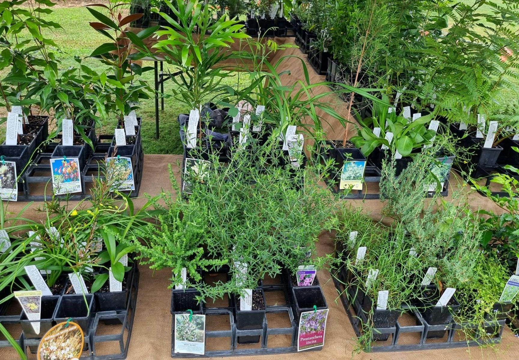 Native Plants in trays