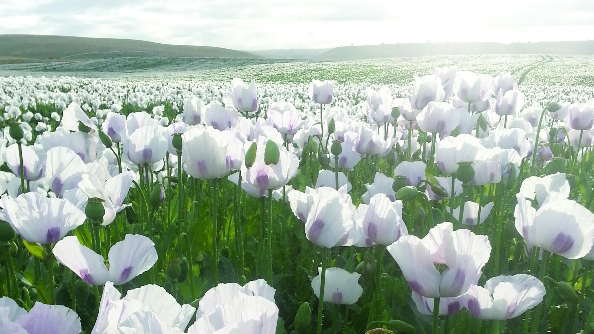Opium Poppies in December