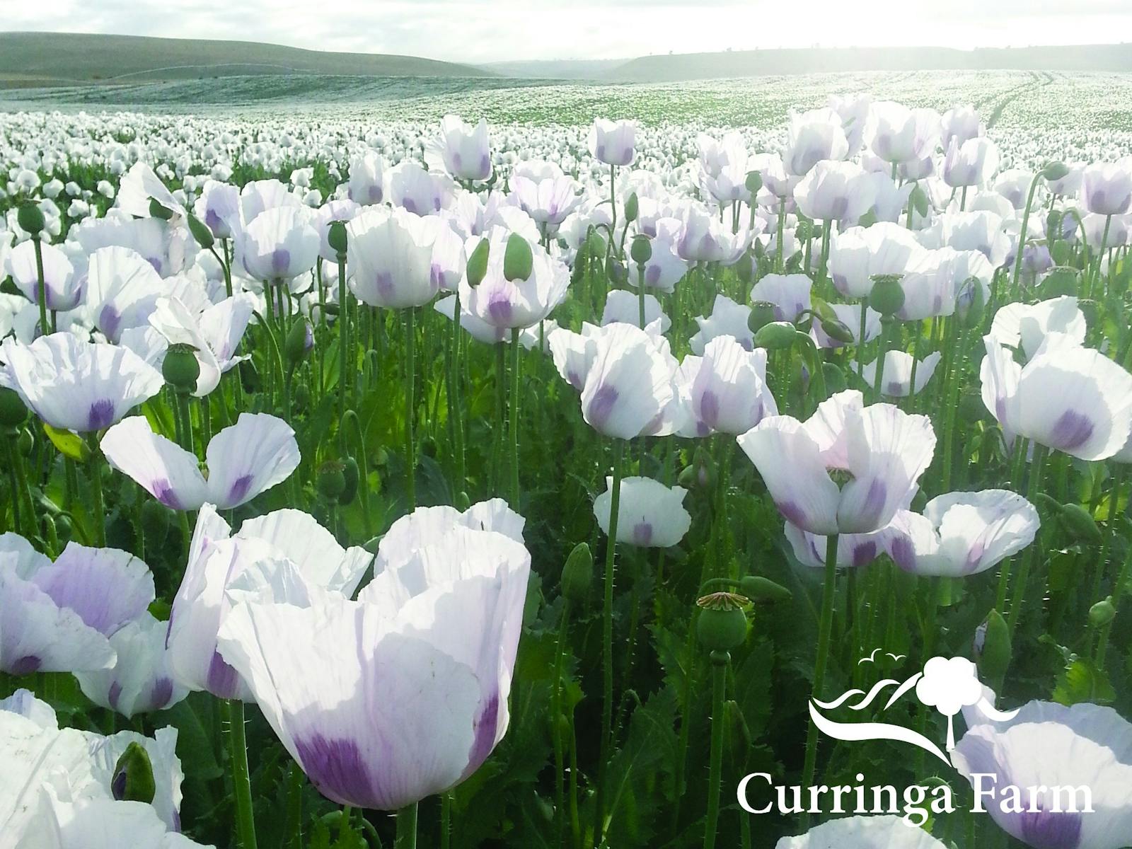 Opium Poppies in December