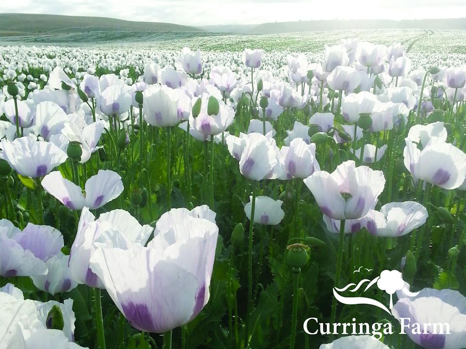 Opium Poppies in december