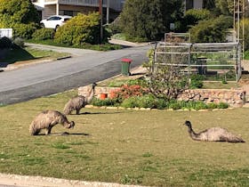 Emus, Coffin Bay