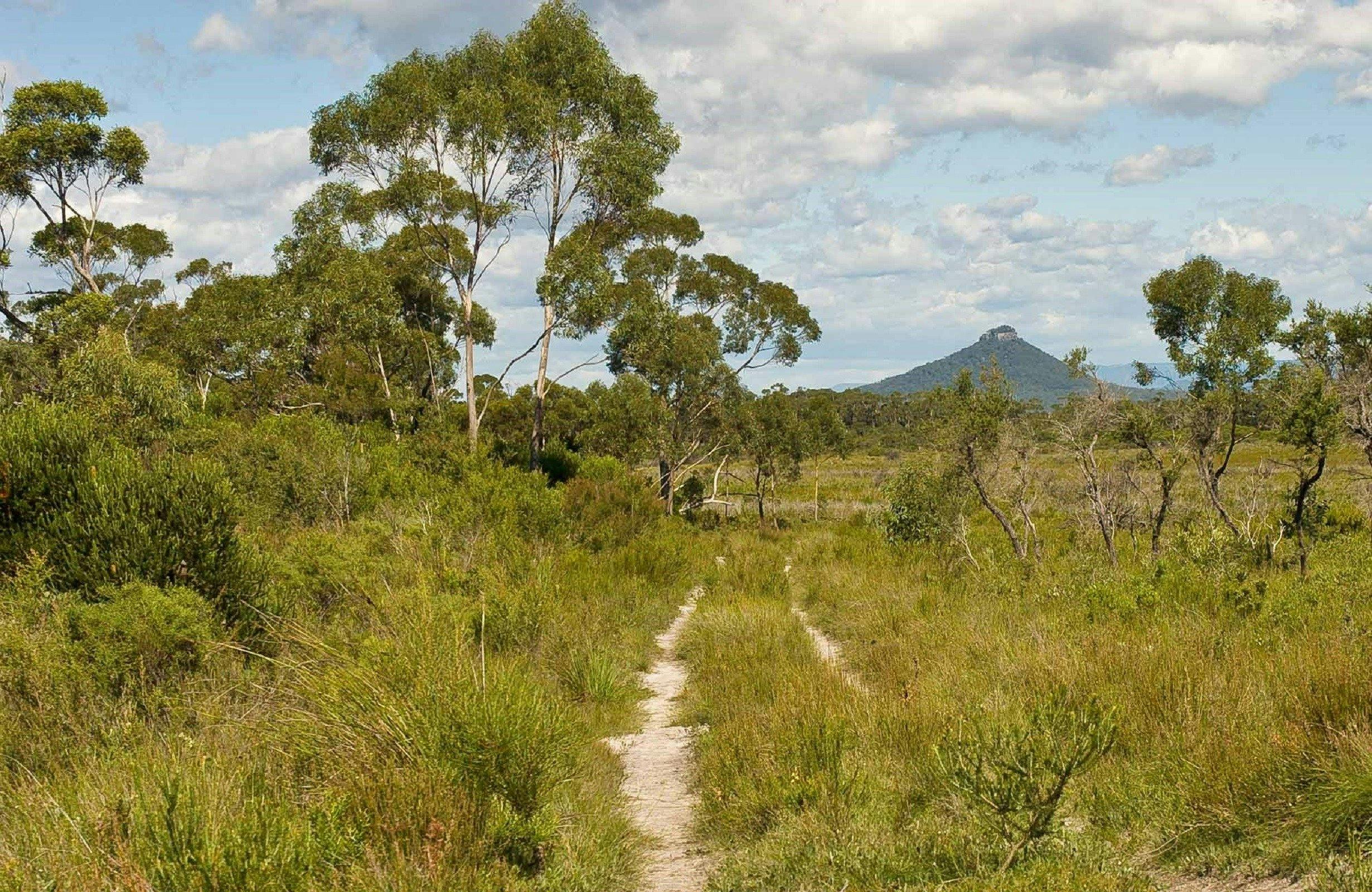 Little Forest walking track, Morton National Park. Photo: Michael van Ewijk